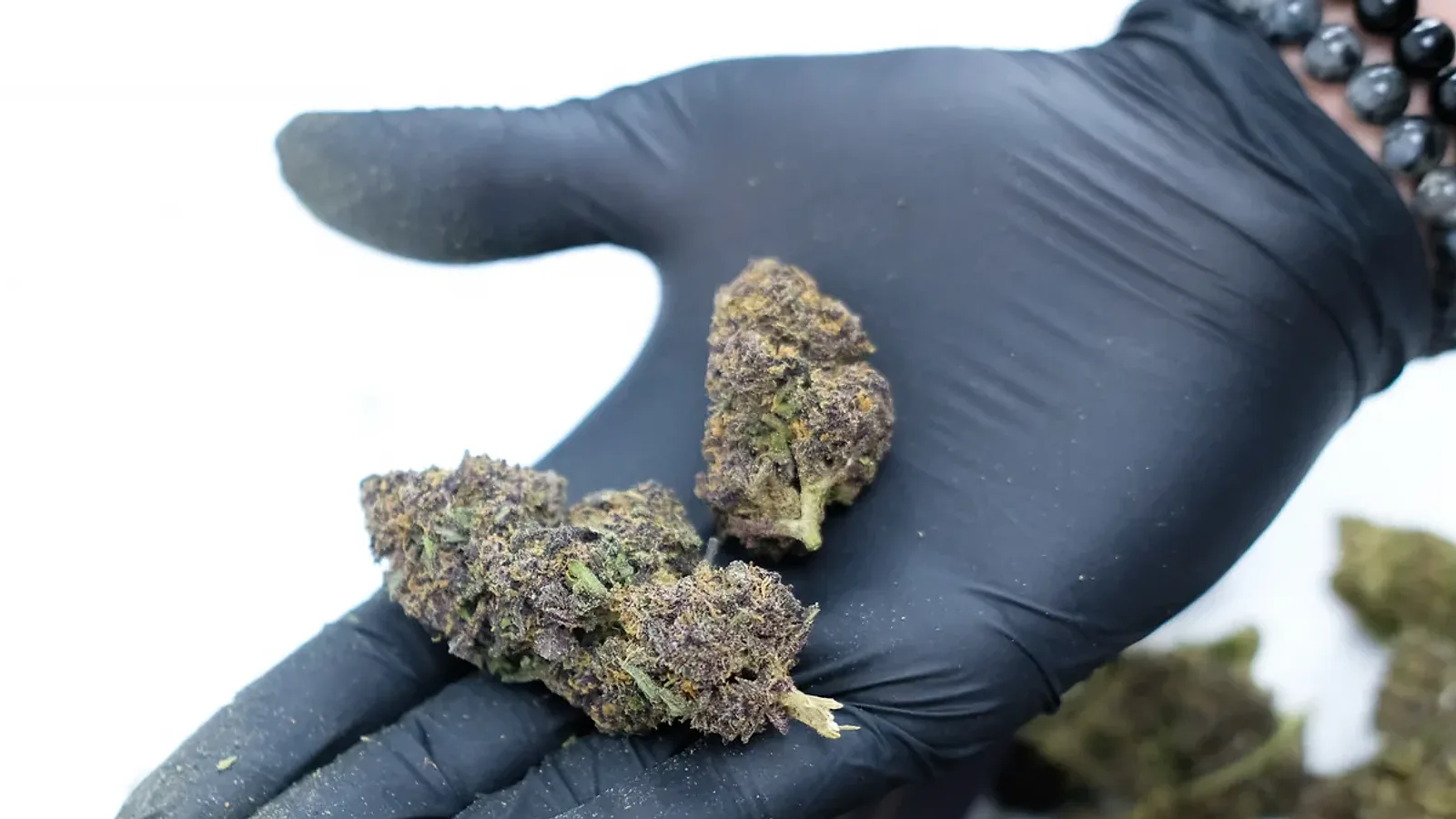 Main gantée de noir tenant deux fleurs de CBD Rainbow Sherbet au-dessus d'autres fleurs, sur fond blanc