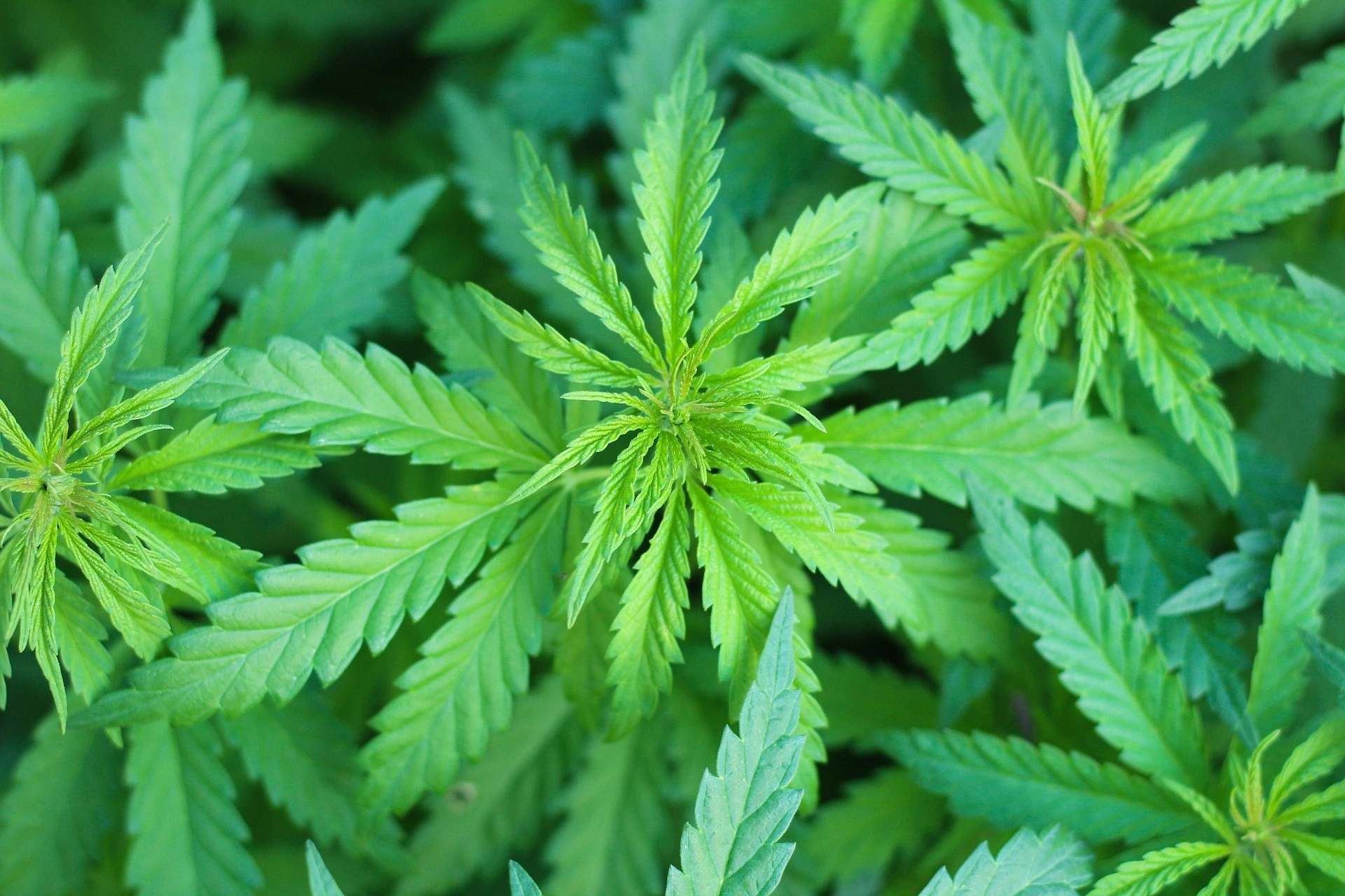 Guide complet des bienfaits du CBD pour debutants