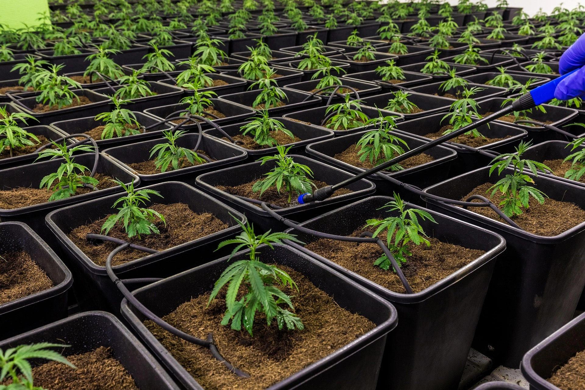 CBD et sommeil : retrouver des nuits reparatrices