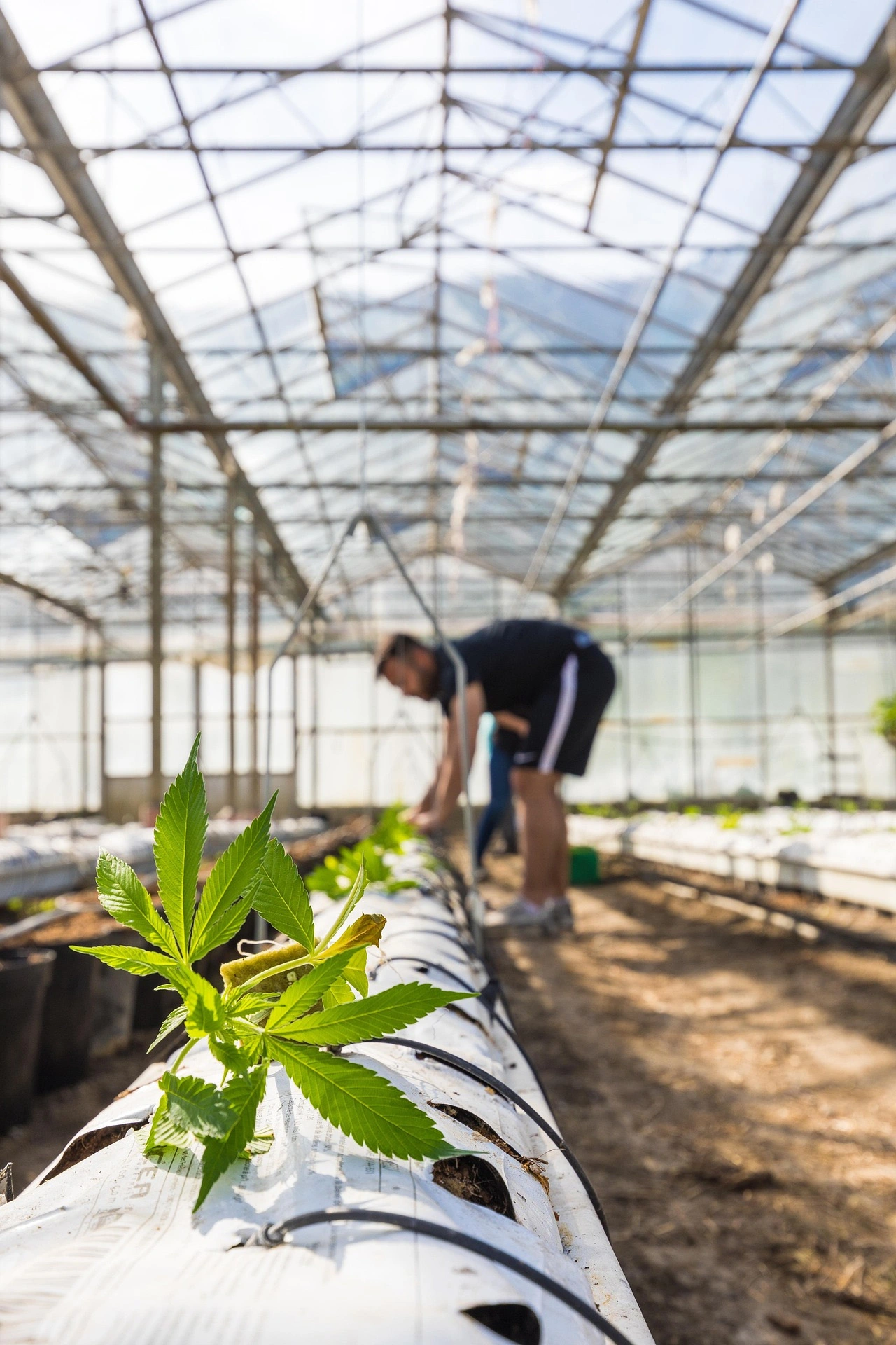 Comprendre les terpenes et l'effet entourage du CBD