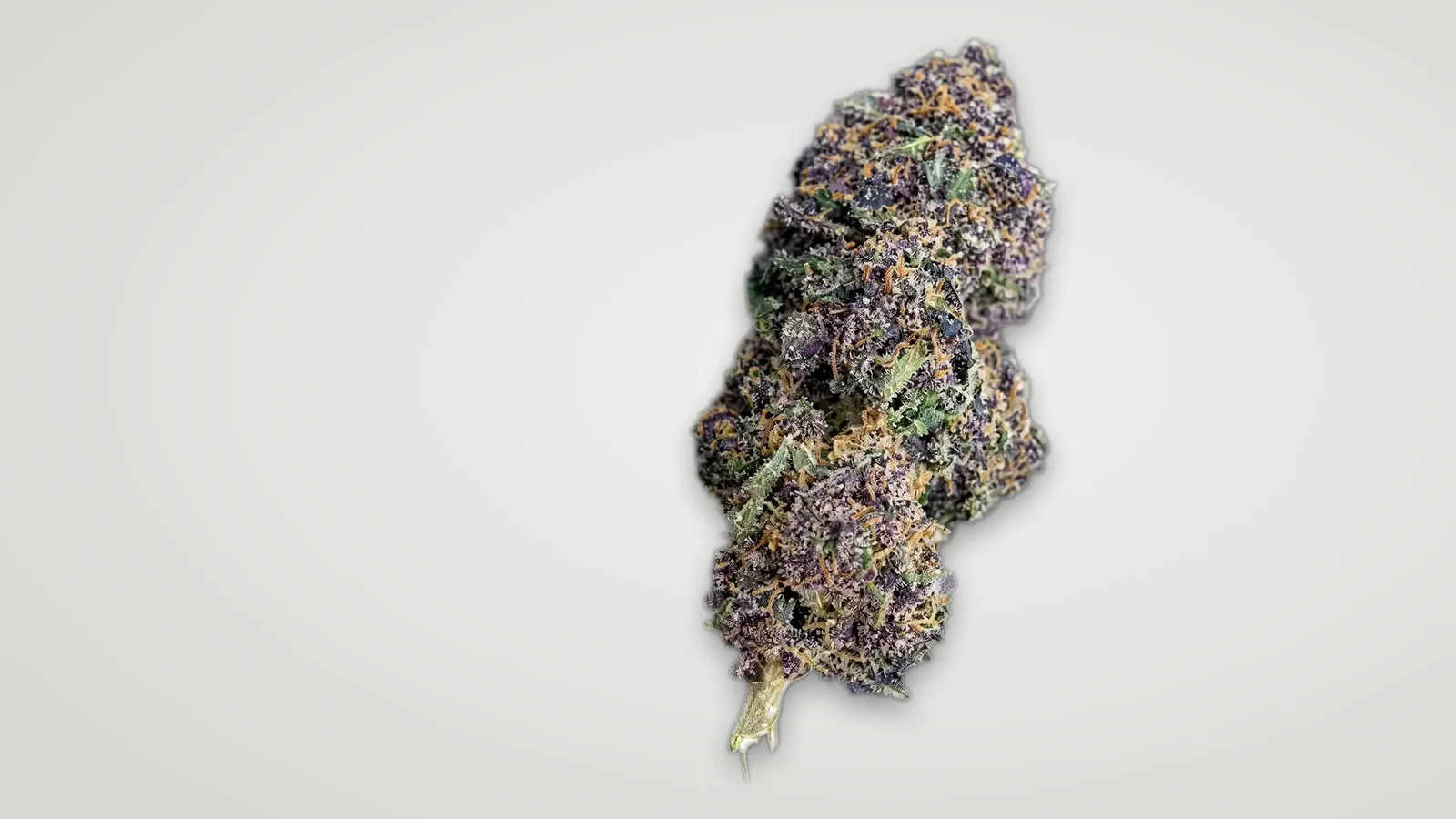 Sommité de fleur de CBD Rainbow Sherbet aux reflets violets, photographiée seule sur un fond gris clair