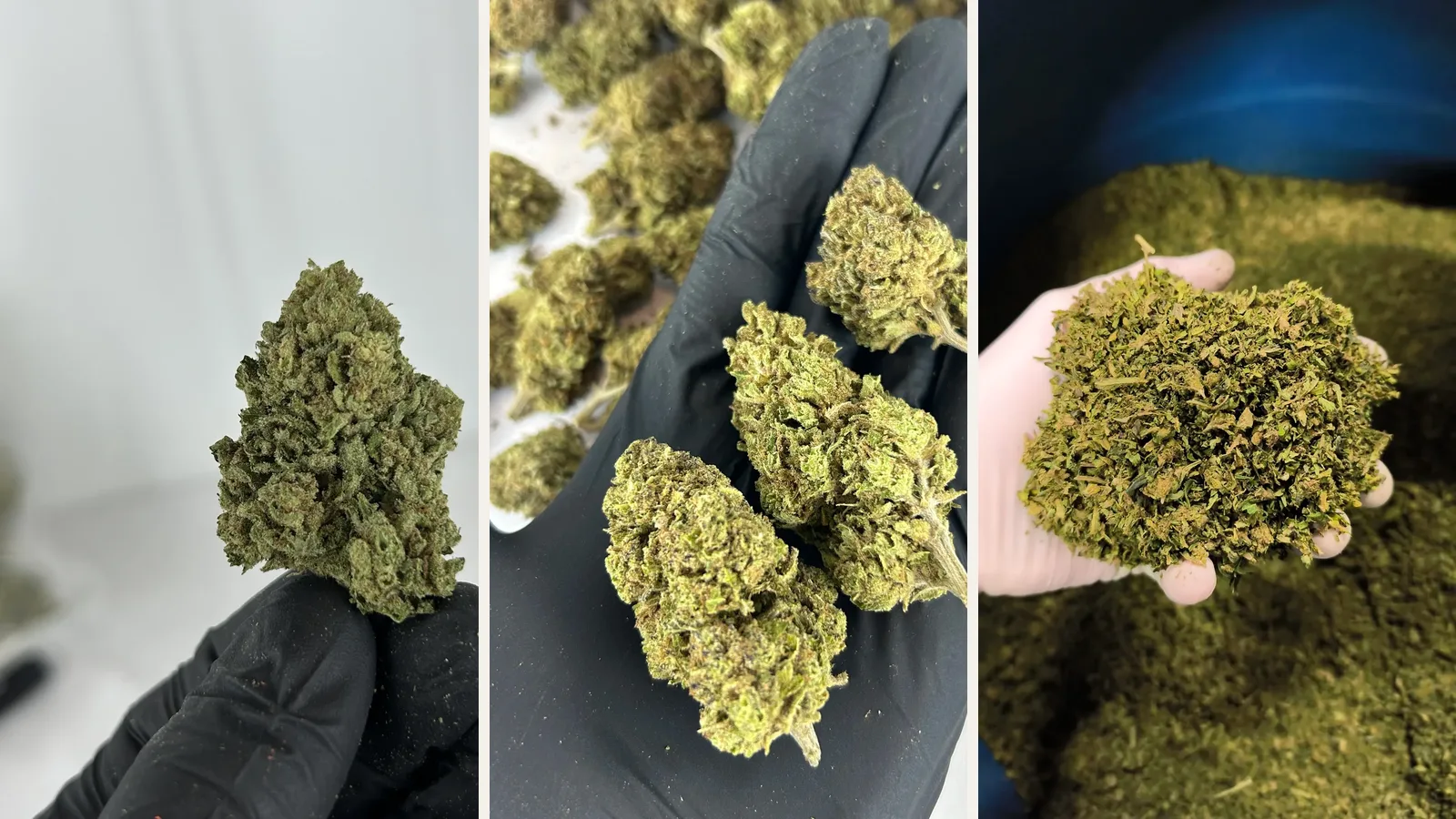 Triptyque de fleurs de CBD : Amnesia cultivée en intérieur, AK-47 sous serre et Trim Premium en extérieur