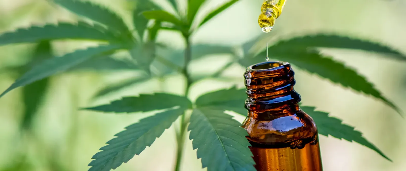 Huile CBD full spectrum, broad spectrum et isolat