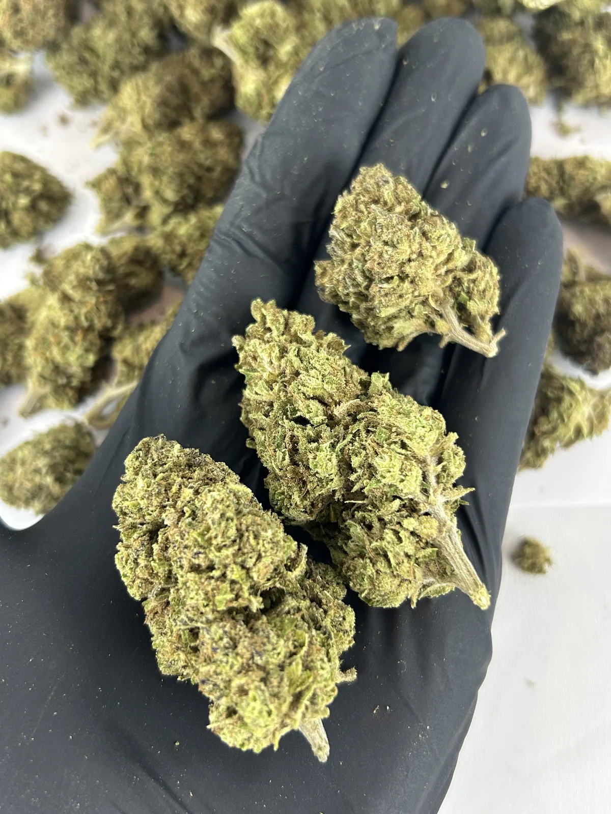 Fleur CBD AK-47 vue 3