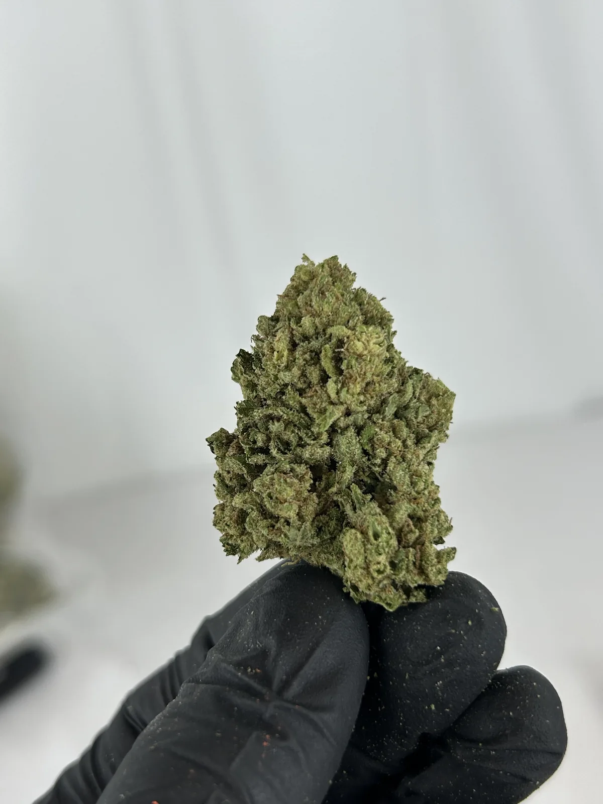 Fleur CBD Amnesia vue 5