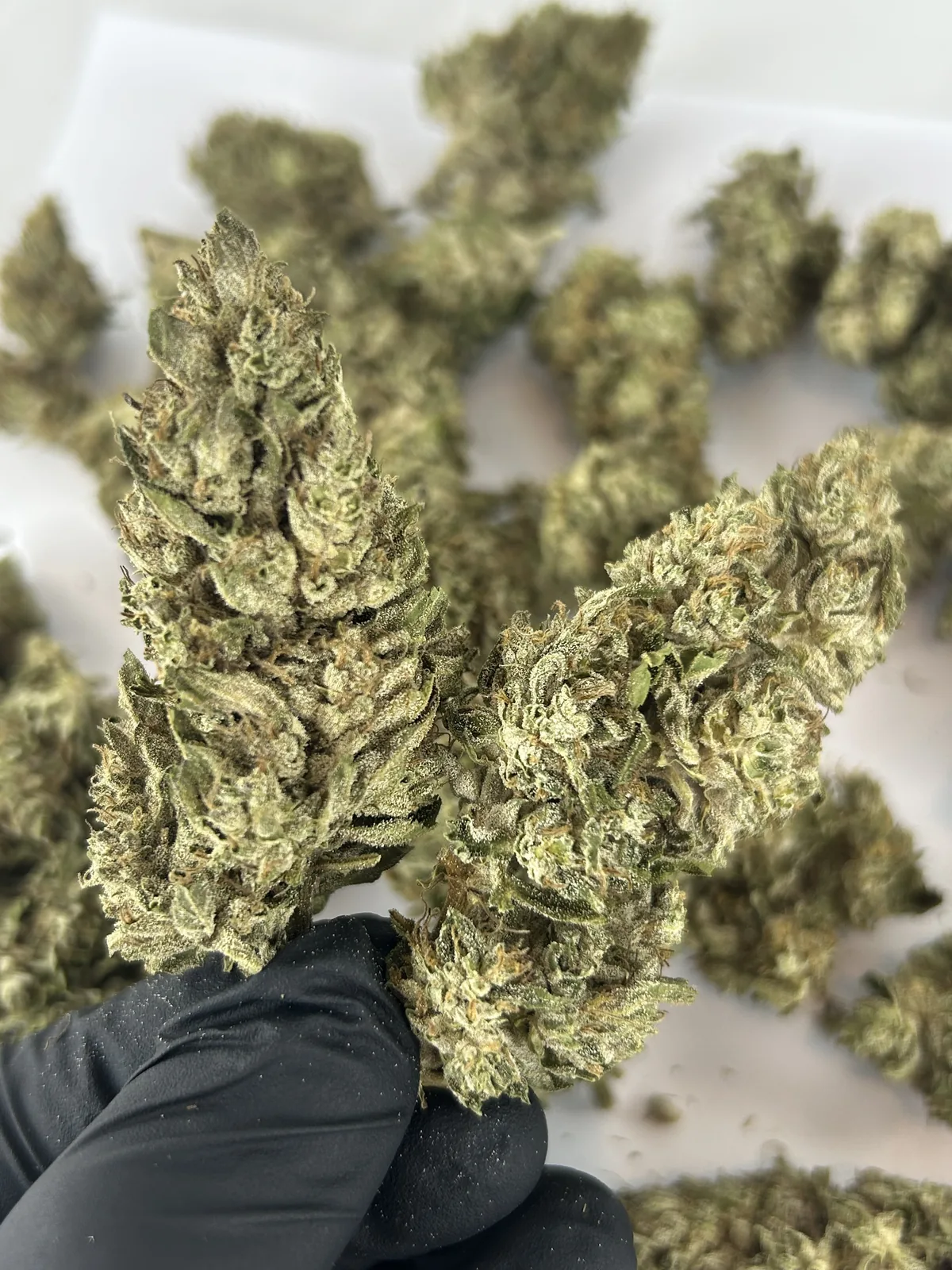 Fleur CBD Panakeia 0% THC vue 4